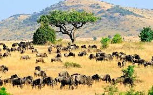 LUNA DE MIEL EN KENIA  Y PLAYAS DEL ÍNDICO