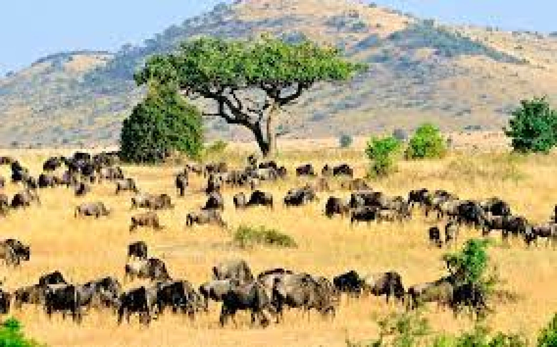 LUNA DE MIEL EN KENIA  Y PLAYAS DEL ÍNDICO
