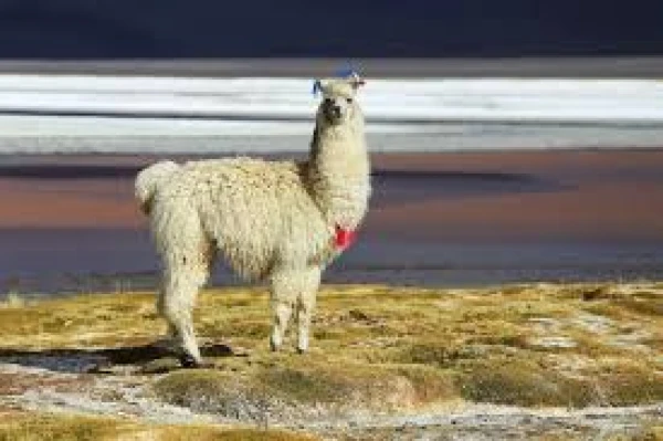 LUNA DE MIEL EN BOLIVIA