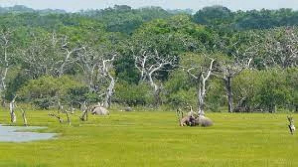 LUNA DE MIEL EN EL EDEN