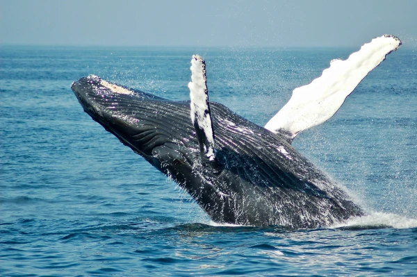 RUTA DEL ESTE CANADIENSE CON BALLENAS | 27 SEPT 