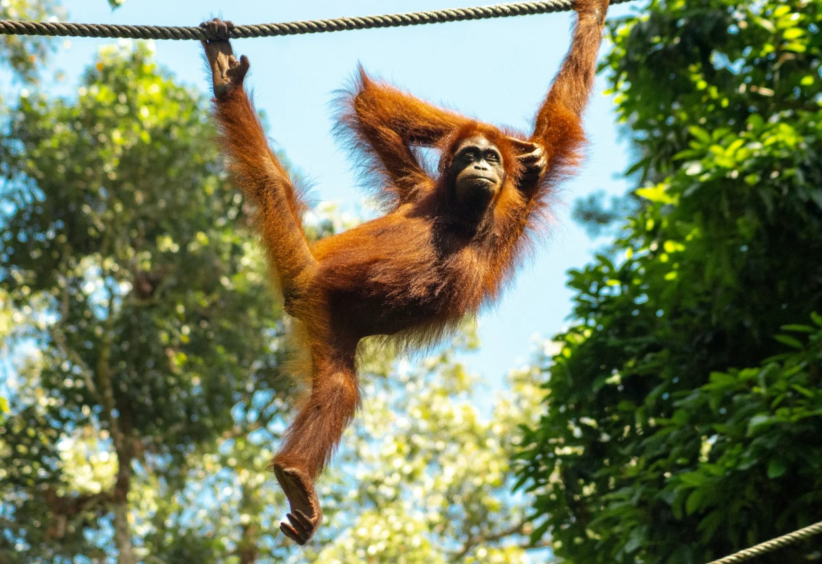 ORANGUTANES EN EL BORNEO MALAYO  |   MAR - SEPT 26