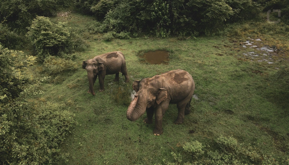 SRI LANKA SAFARIS DEL SUR  | FEB-DIC 26 