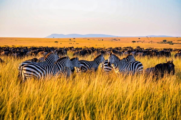 KENYA SAFARI NIARA | 7 OCT 