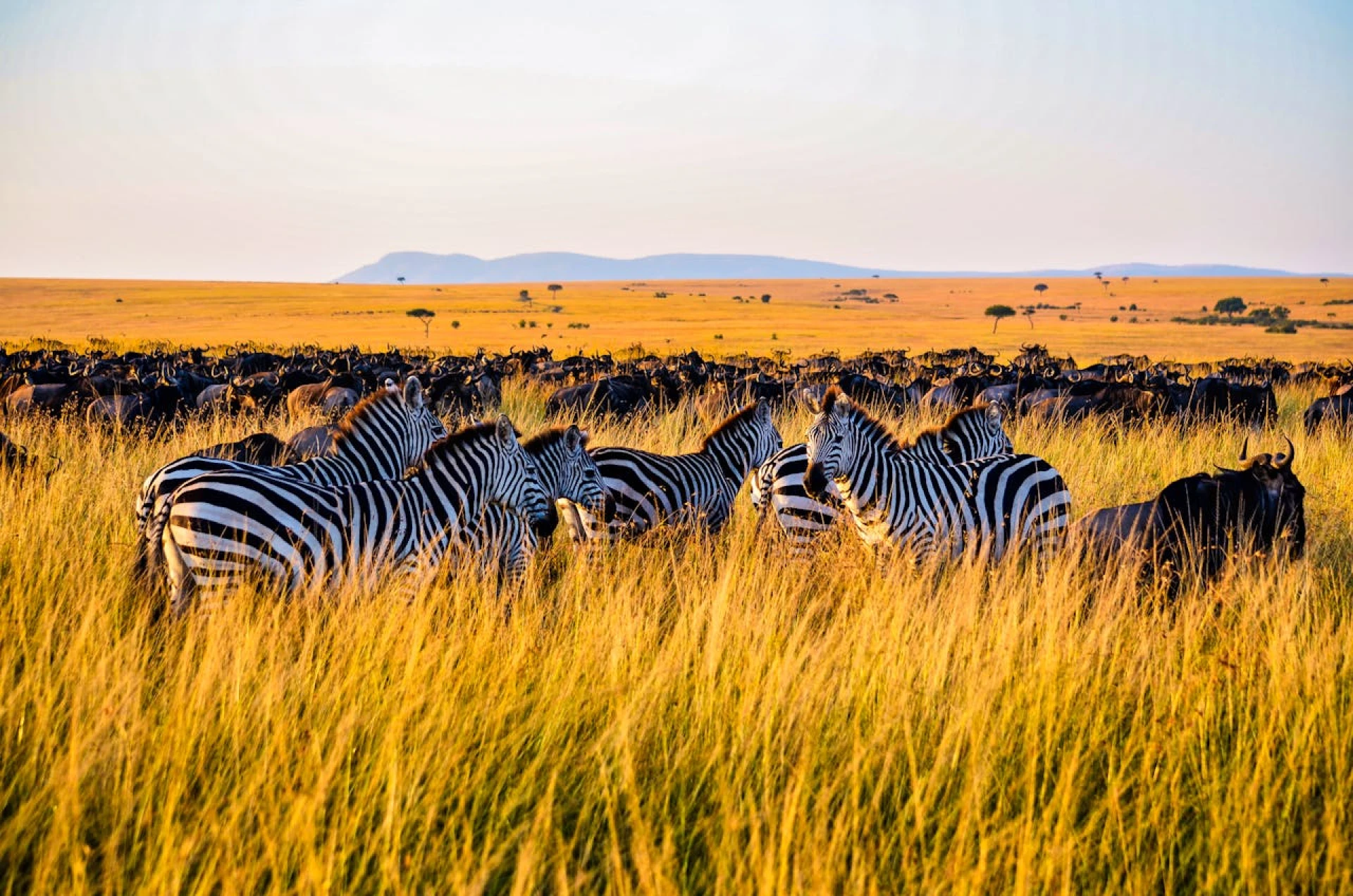 KENYA SAFARI NIARA | 7 OCT 