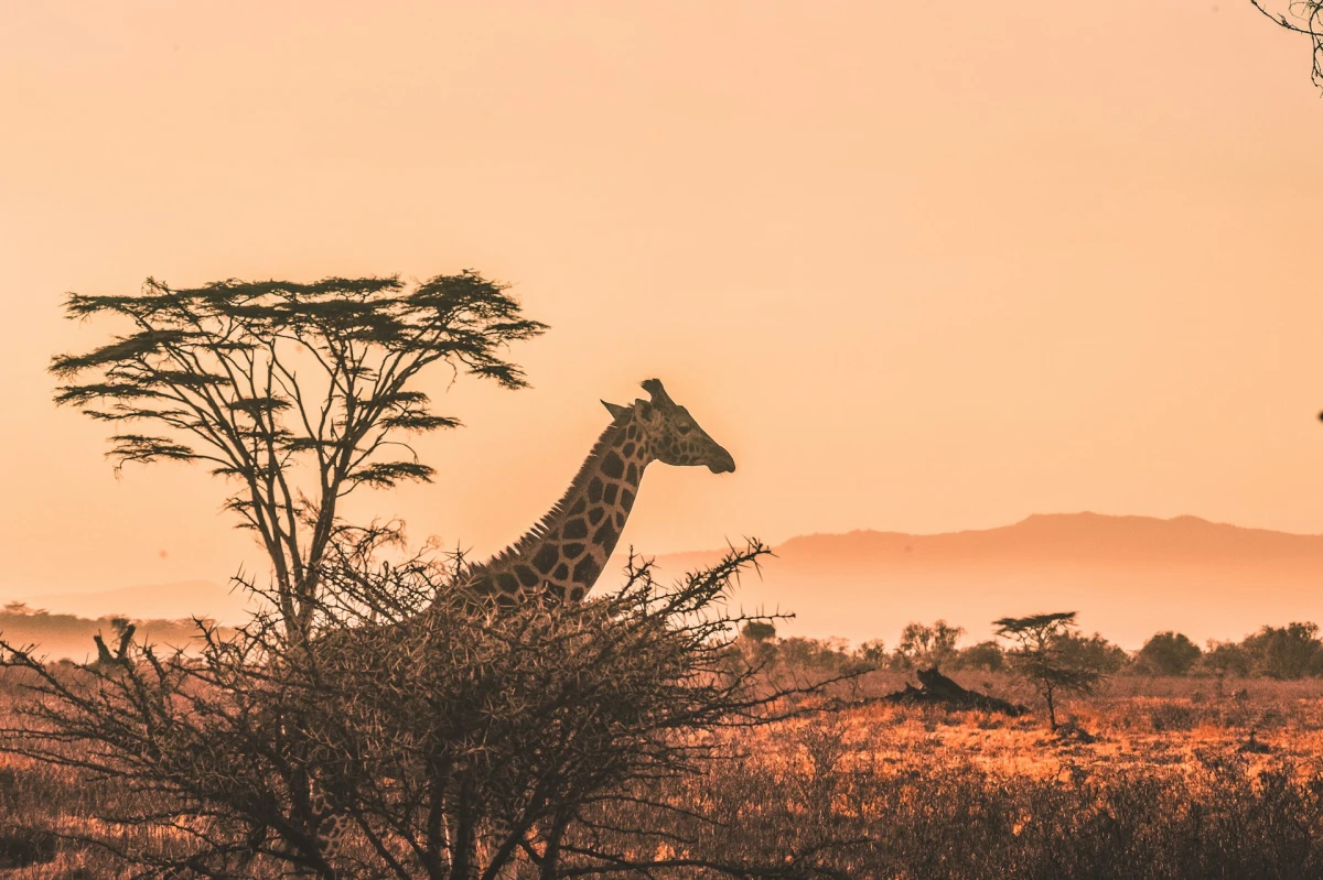 KENYA SAFARI NIARA | FEB - DIC 26