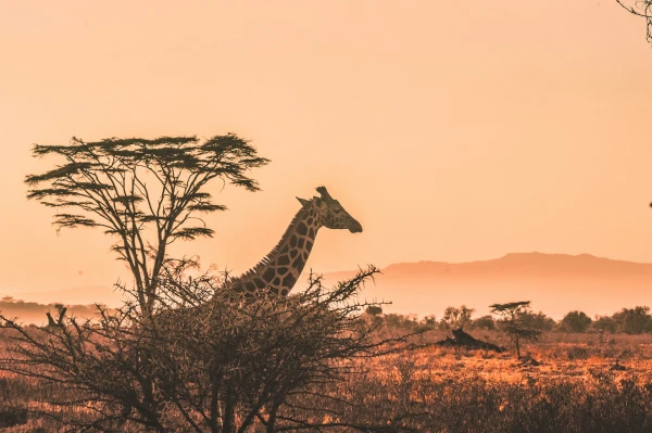 KENYA SAFARI NIARA | FEB - DIC 26