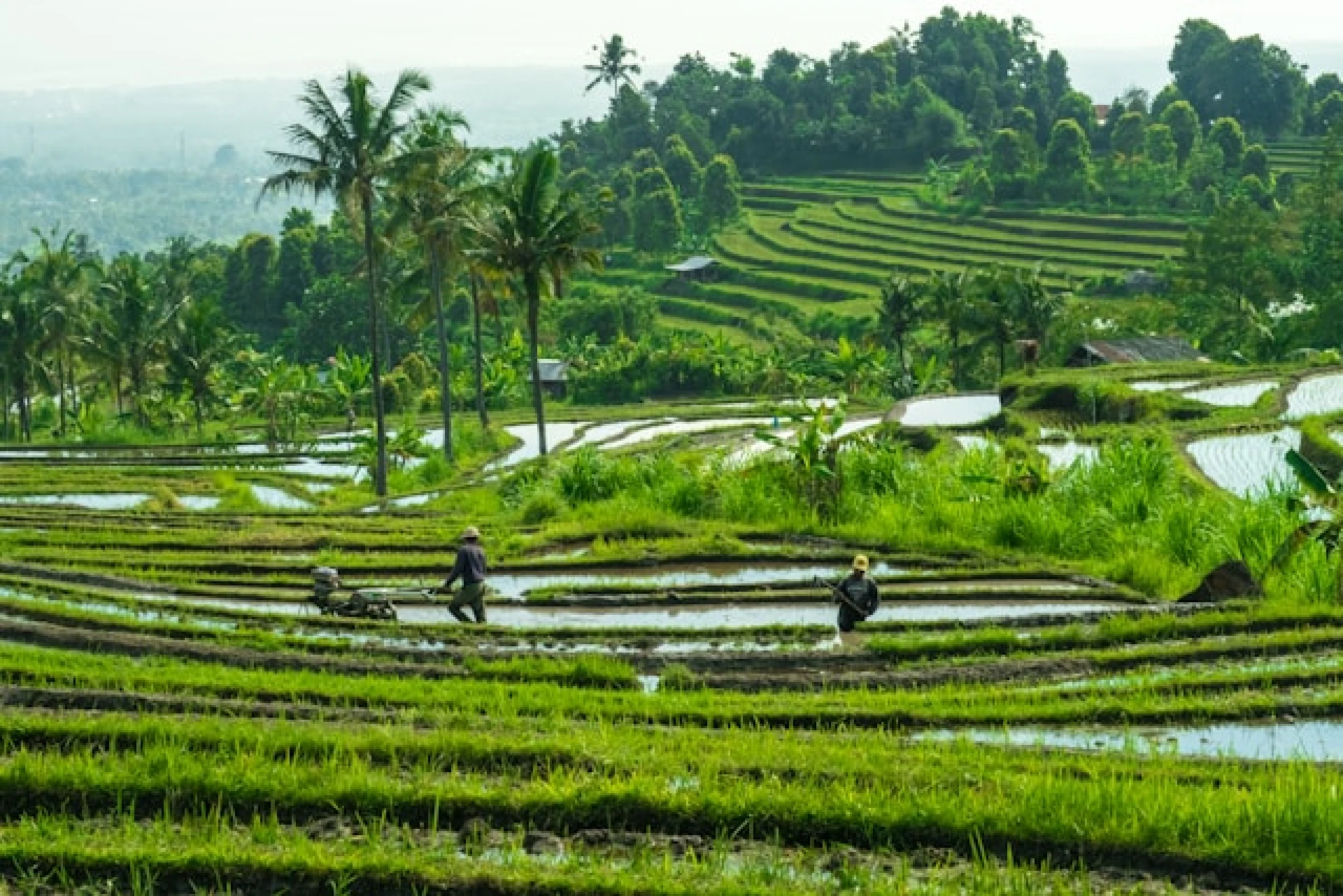 INDONESIA | 5 DE OCTUBRE 