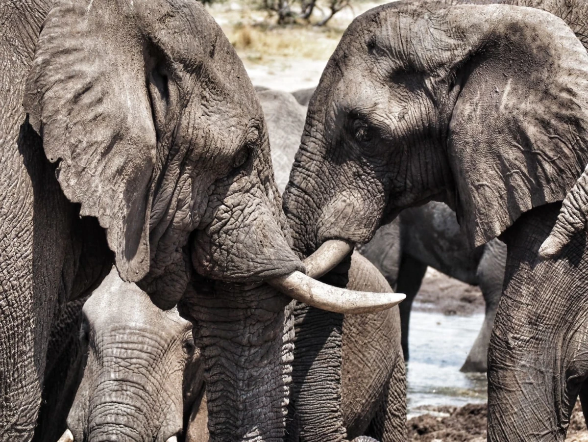 Un elefante en Botswana