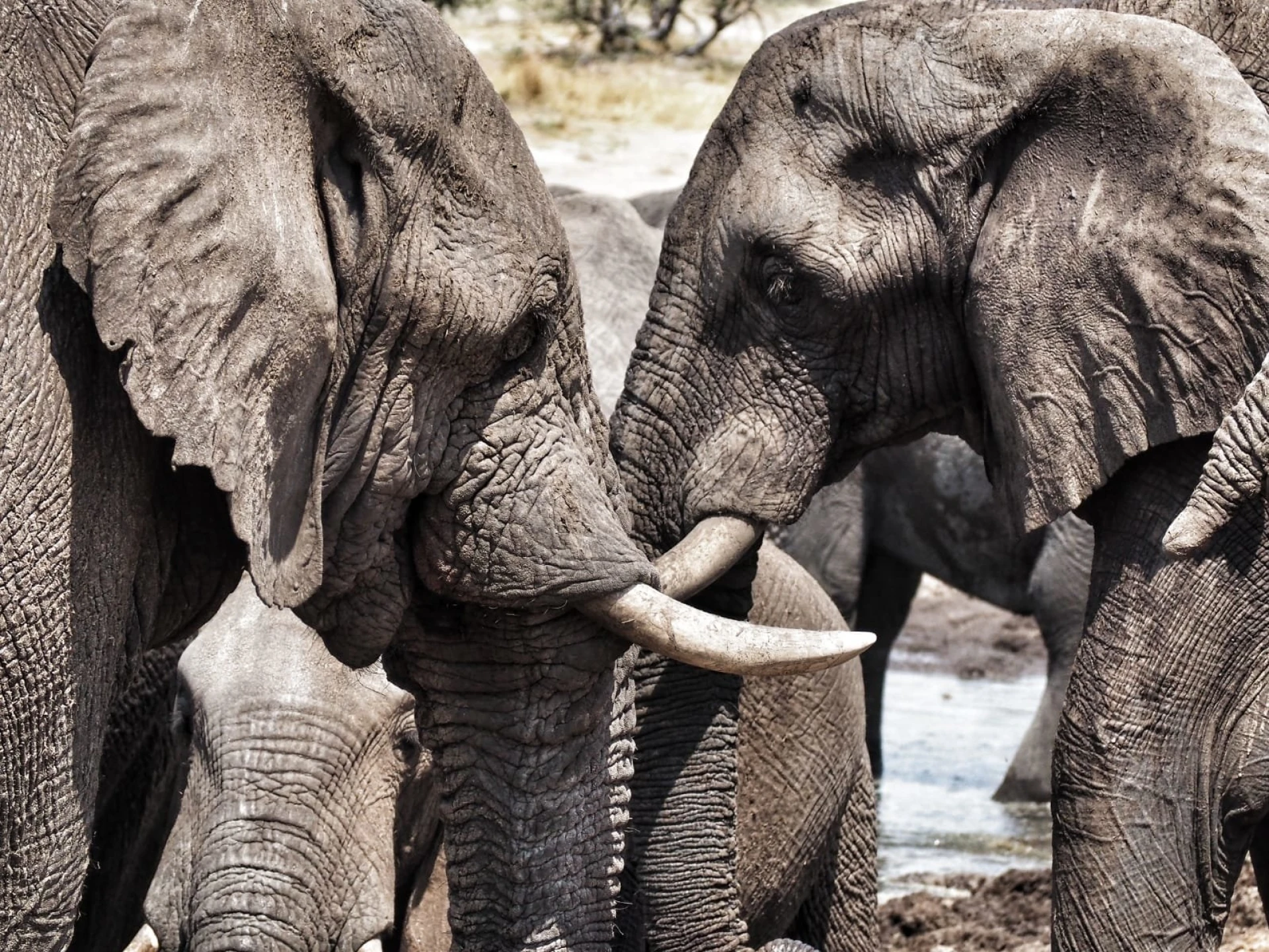 Un elefante en Botswana