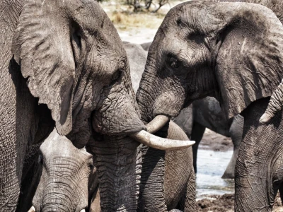 Un elefante en Botswana