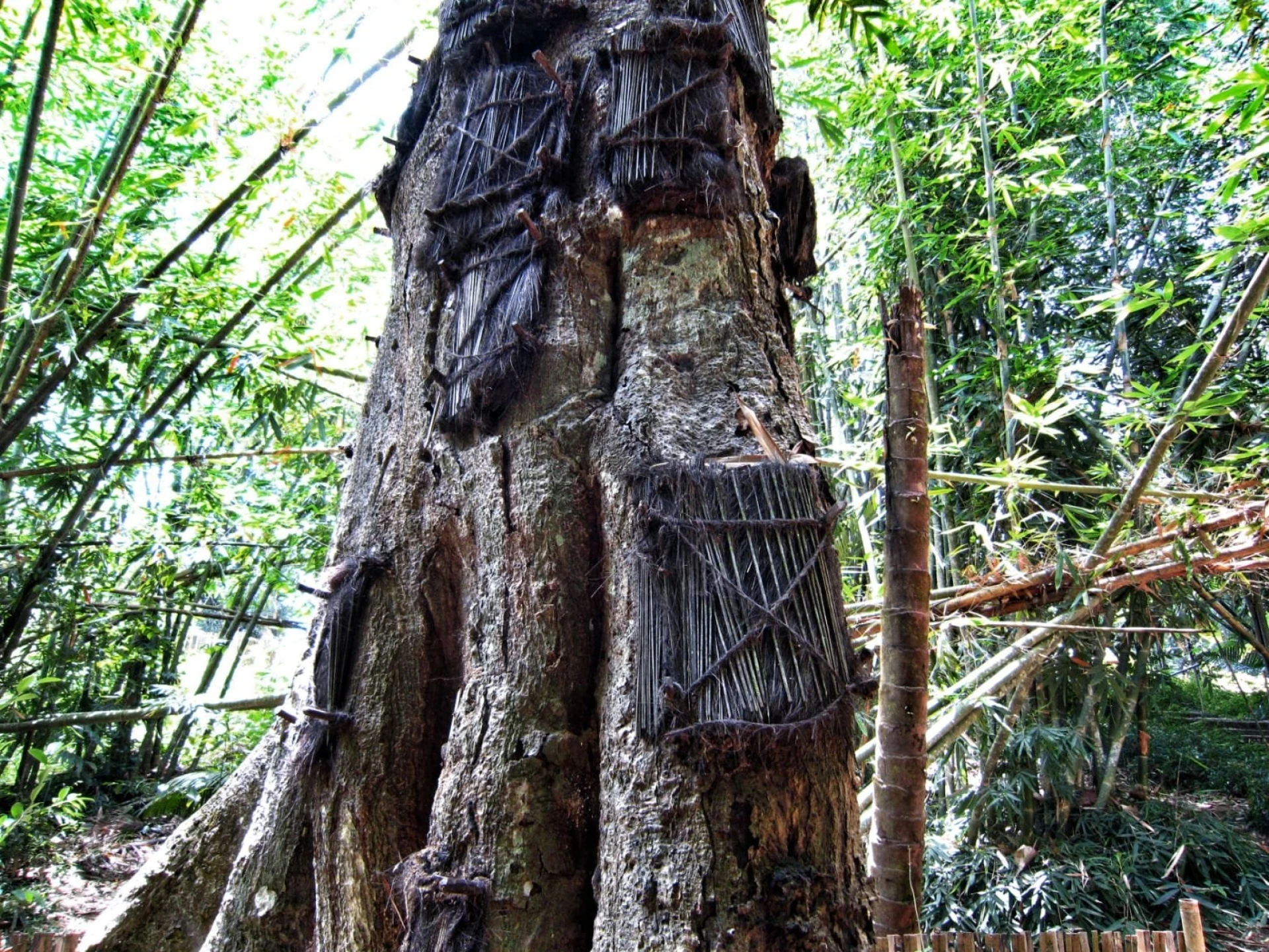 El árbol de las almas