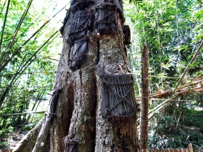 El árbol de las almas