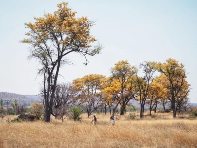 Buscando rinocerontes en Matopos