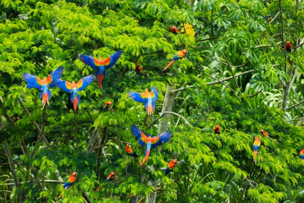 Andes y Amazonia | JUN - DIC 26