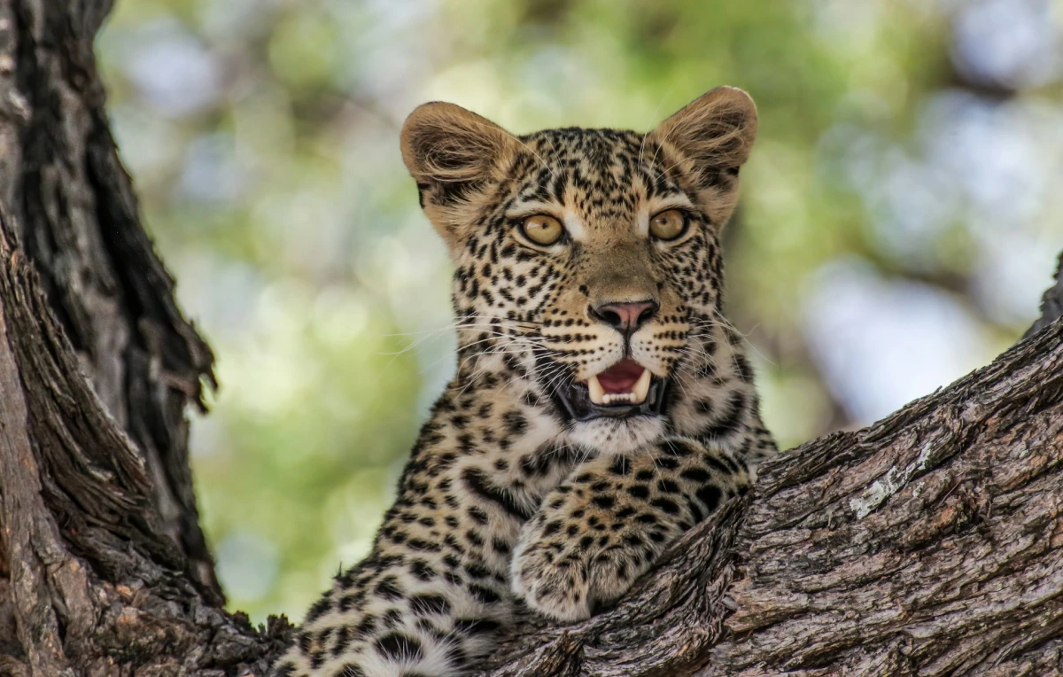 Safari de Lujo en Norte de Botswana 2026 | MAY - SEPT 26
