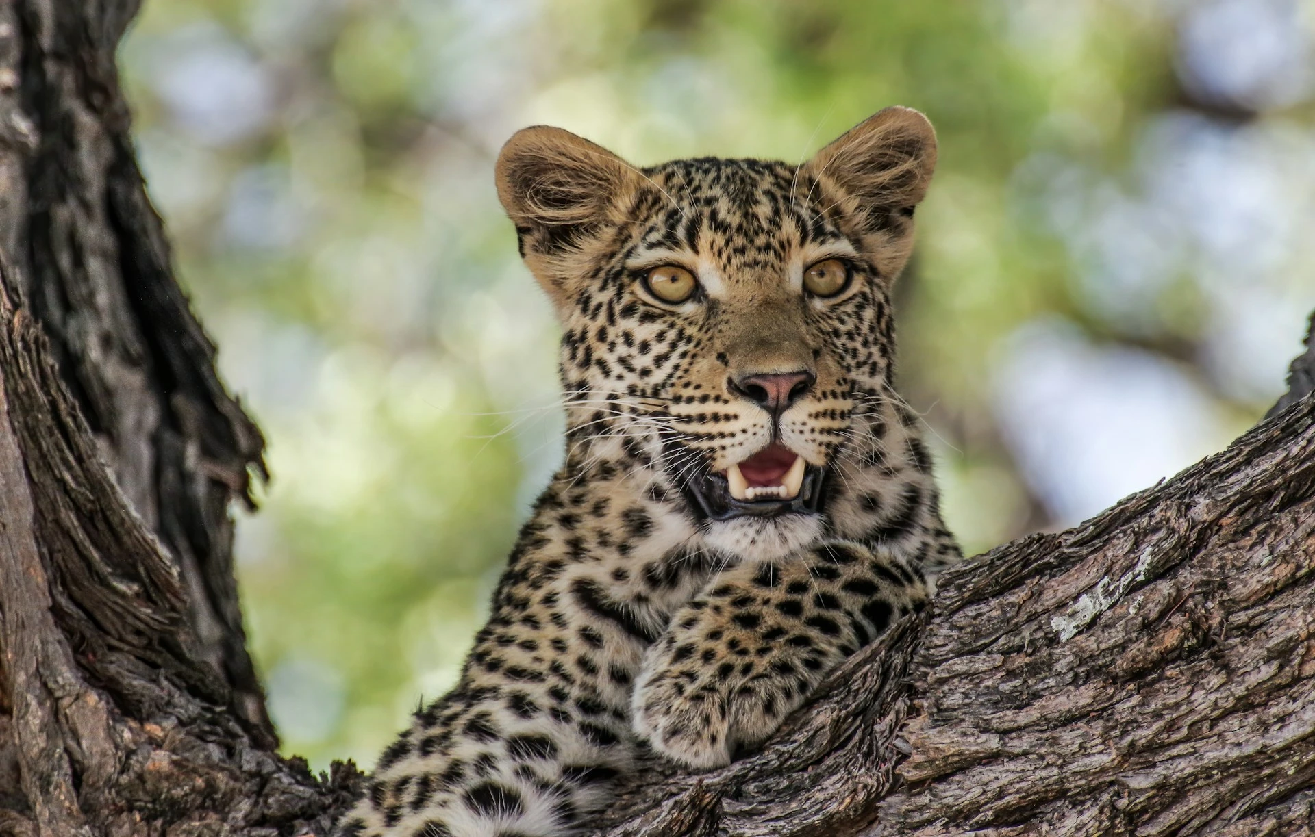 Safari de Lujo en Norte de Botswana 2026 | MAY - SEPT 26