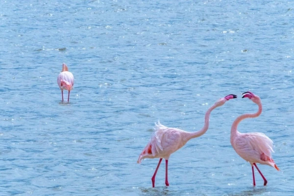 Tanzania Increíble 2026