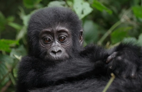 Uganda en esencia | JUN - OCT 26