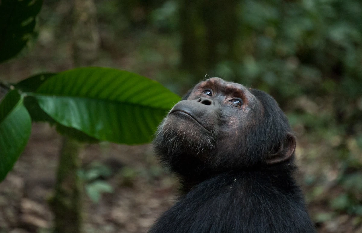 Uganda en esencia | JUN - OCT 26