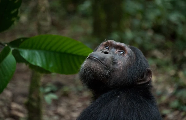 Uganda en esencia | JUN - OCT 26