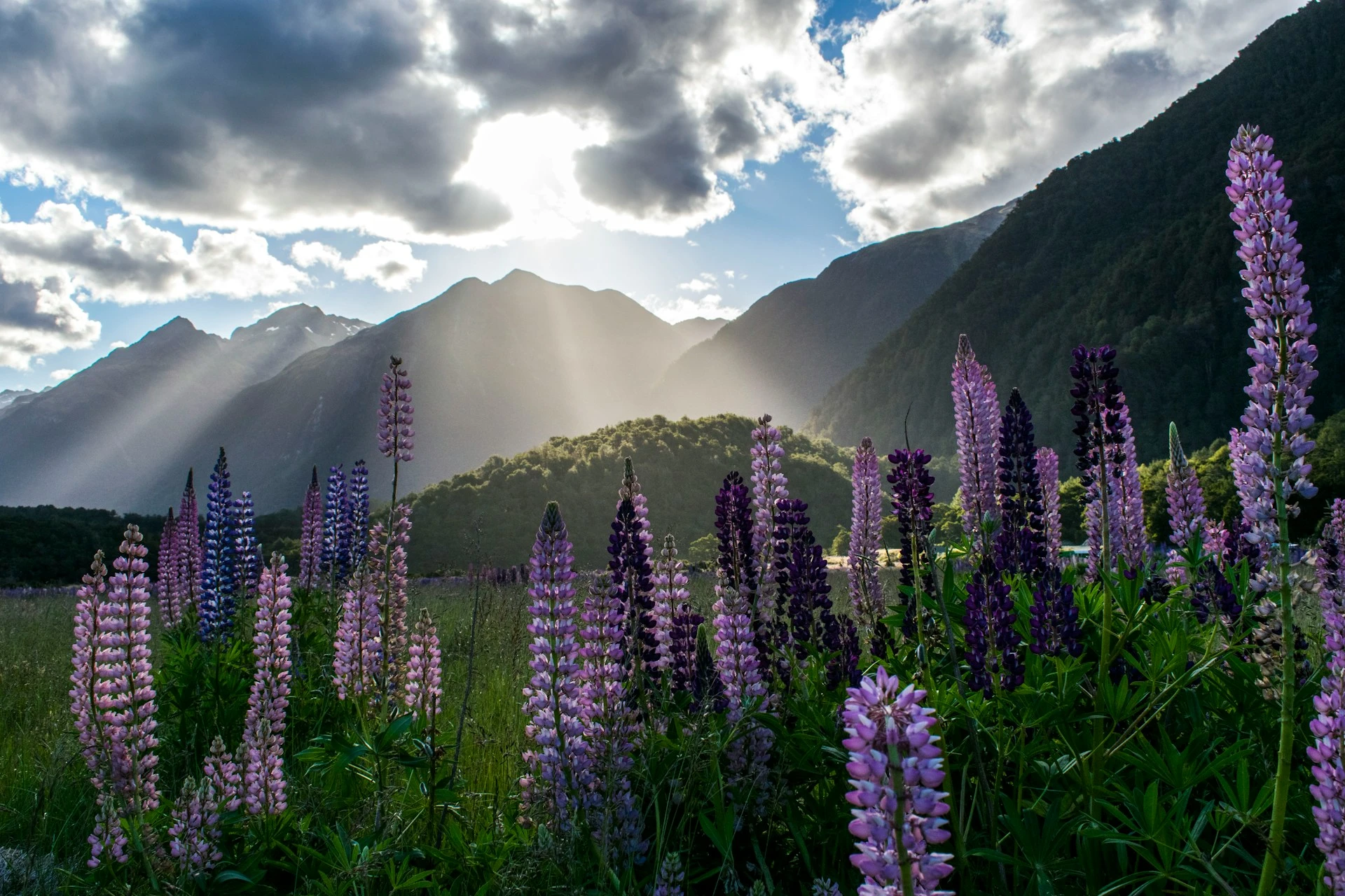 Explorando New Zealand, Fly & Drive